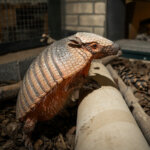 Amber the armadillo - Animal Care at Dearne Valley College