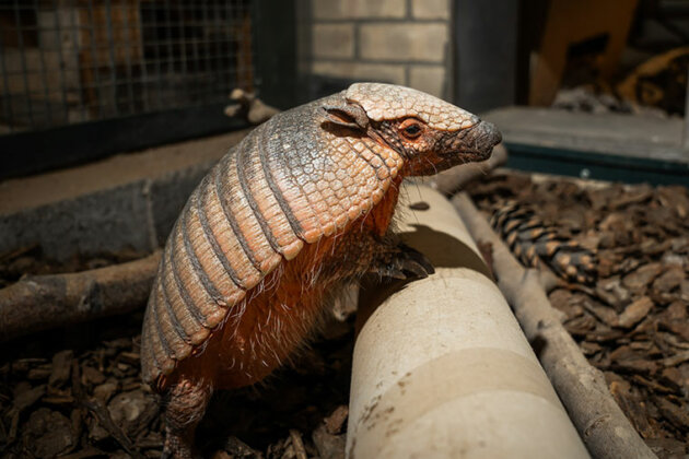 Amber the armadillo - Animal Care at Dearne Valley College