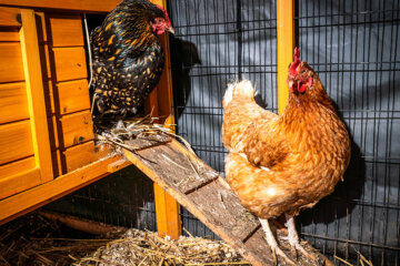 Chickens - Animal Care at Dearne Valley College