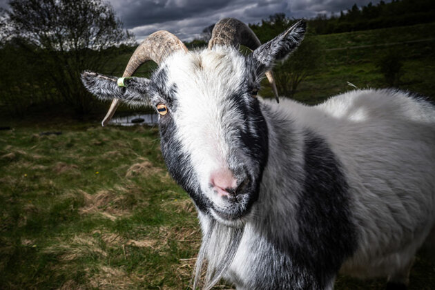 A goat - Animal Care at Dearne Valley College