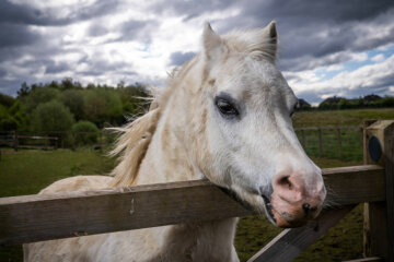 A horse - Animal Care at Dearne Valley College