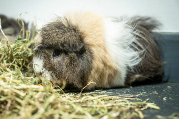 A guinea pig - Animal Care at Dearne Valley College