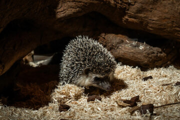 A hedgehog - Animal Care at Dearne Valley College