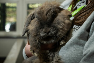 A rabbit - Animal Care at Dearne Valley College