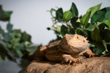 A reptile - Animal Care at Dearne Valley College