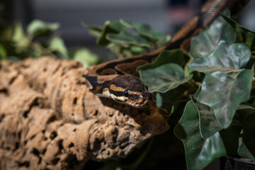 A Snake - Animal Care at Dearne Valley College