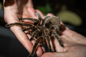 A tranchilla - Animal Care at Dearne Valley College