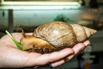 Large snail - Animal Care at Dearne Valley College