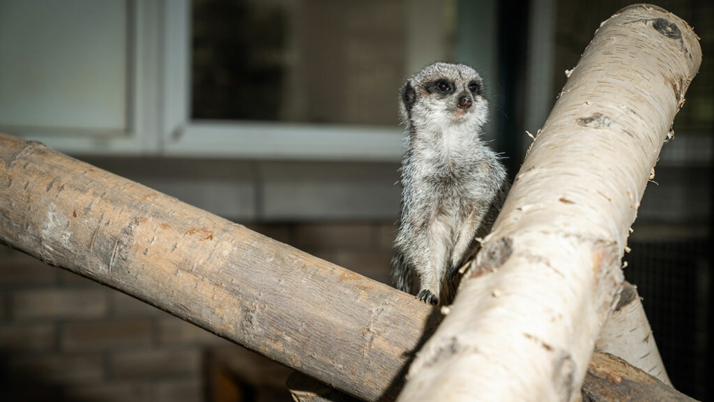 A meerkat - Animal Care at Dearne Valley College