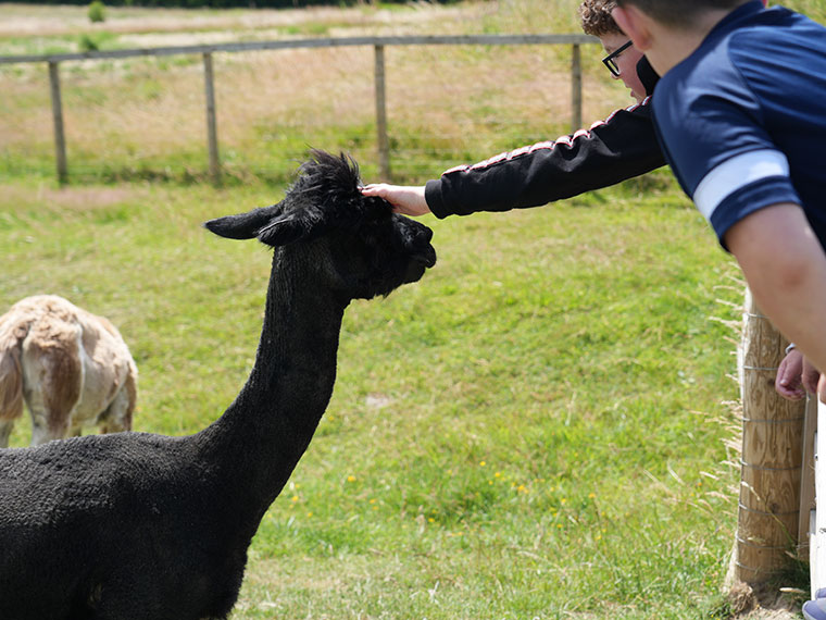 Someone stroking an animal at the Dearne Valley College summer festival