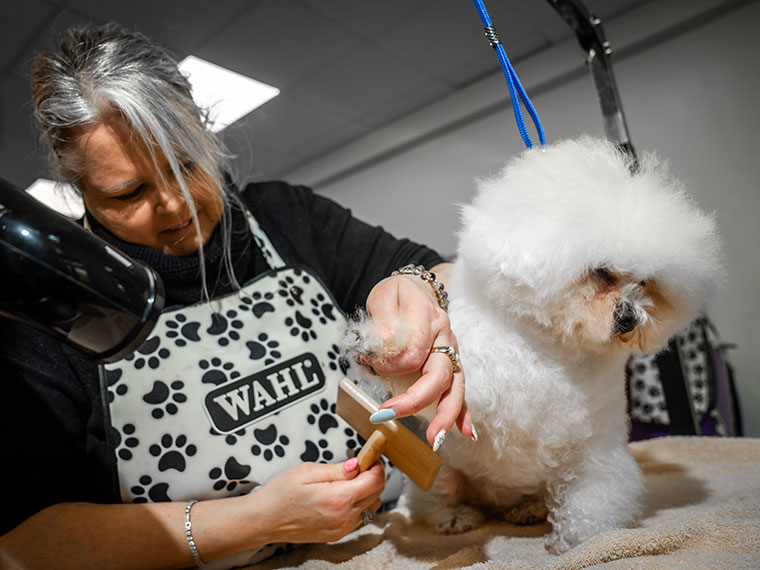 A lady grooming a dog