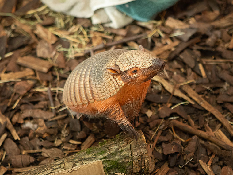 Amber the armadillo at Dearne Valley College