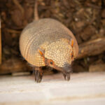 Amber the armadillo at Dearne Valley College