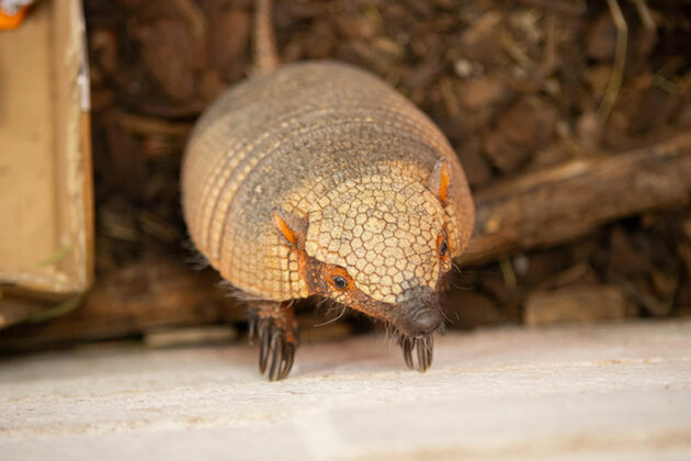 Amber the armadillo at Dearne Valley College