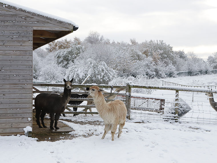 Animals enjoying the snow at Dearne Valley College